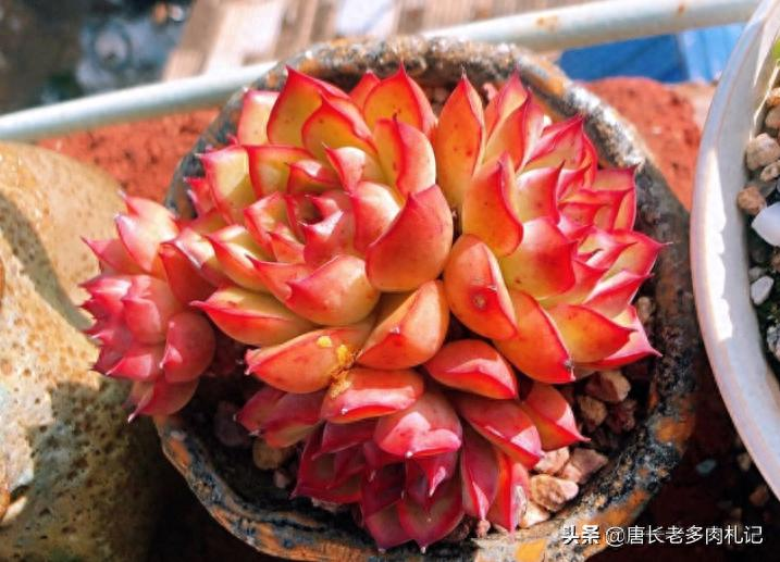 多肉植物种植方法