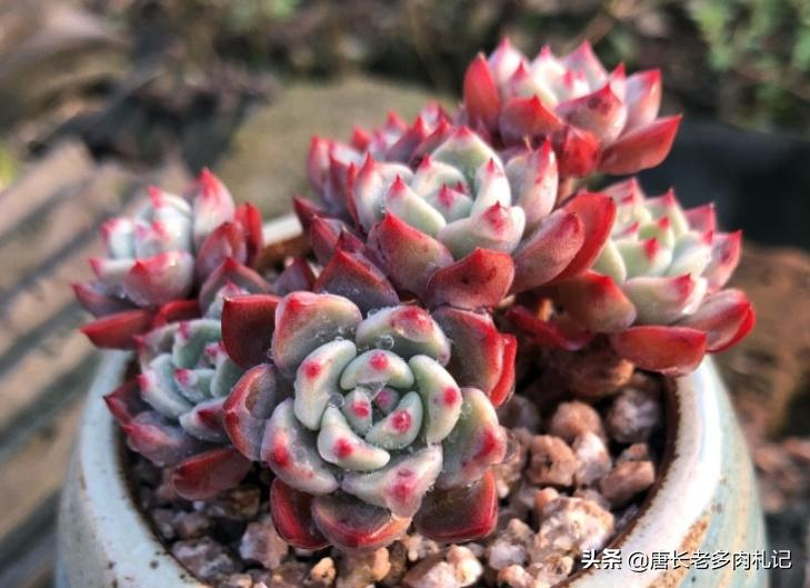 多肉植物种植方法