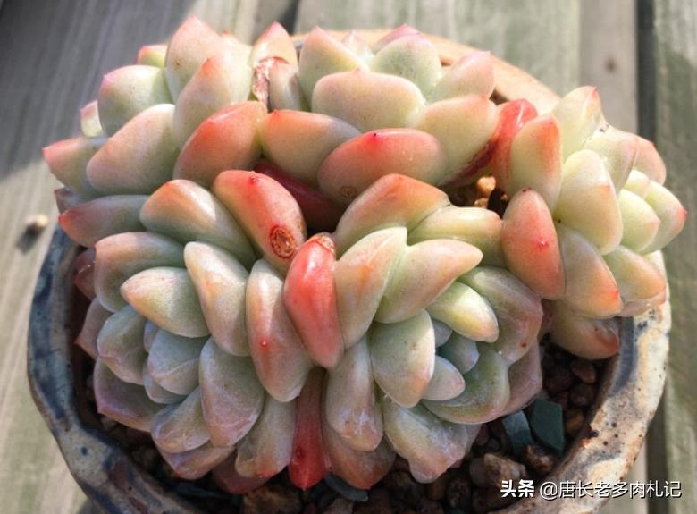 多肉植物种植方法