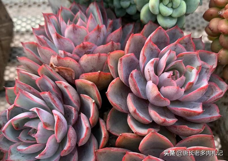 多肉植物种植方法