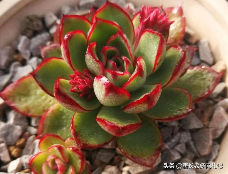 多肉植物种植方法