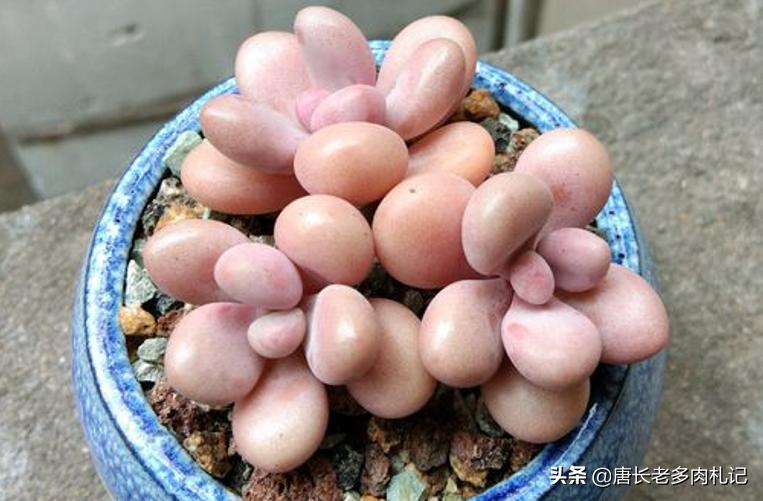 多肉植物种植方法