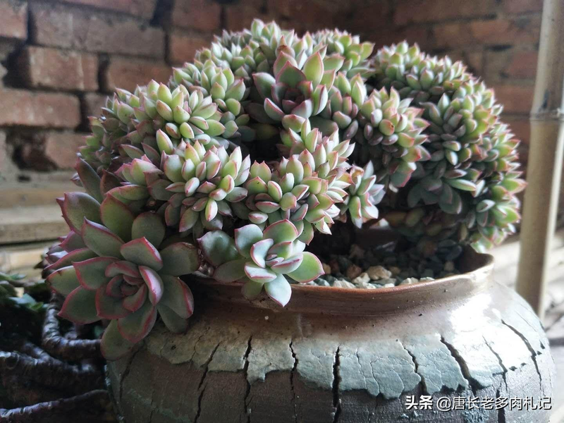 多肉植物种植方法