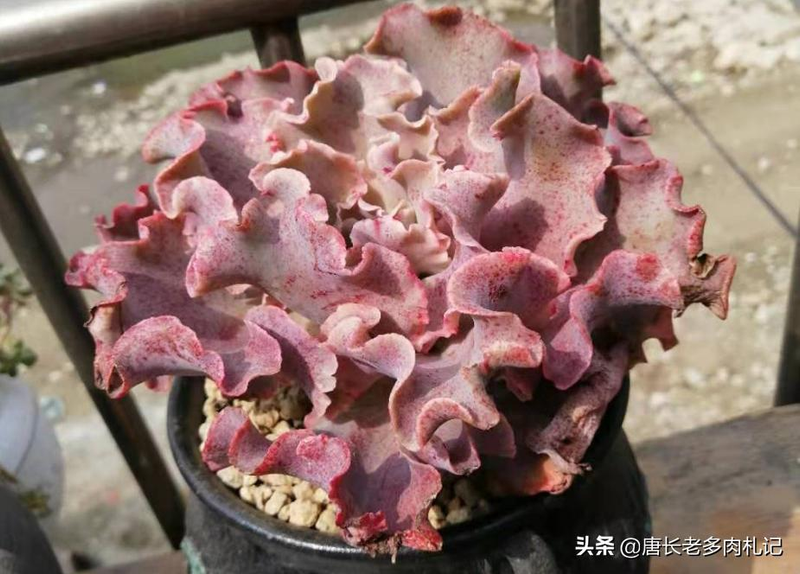 多肉植物种植方法