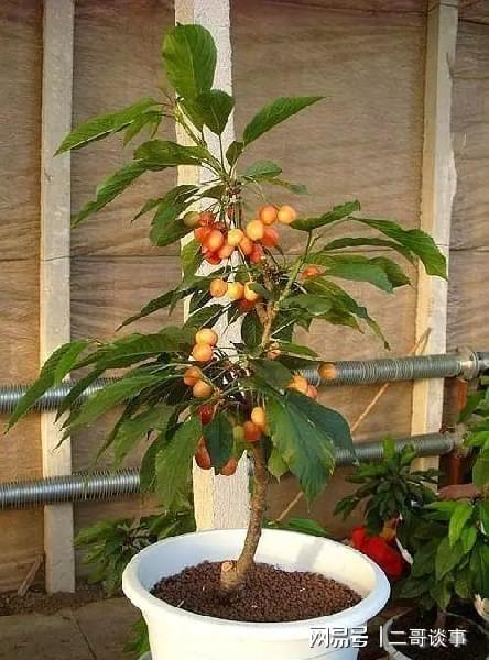 Plantation techniques