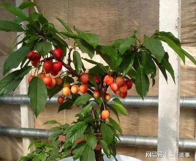 Plantation techniques