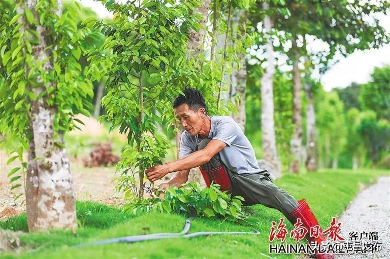 如何“点亮”沉香？海南有这些破解办法→