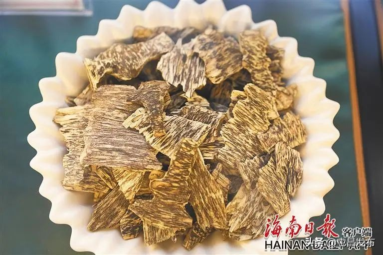 沉香树种植技术