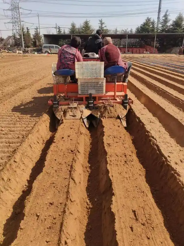山东秋土豆种植技术