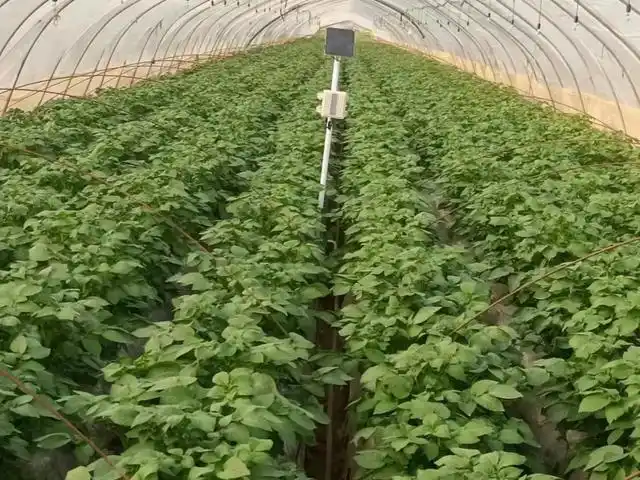 山东秋土豆种植技术