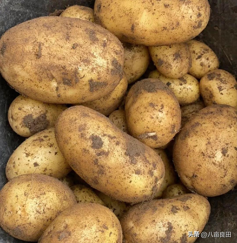 早土豆种植技术