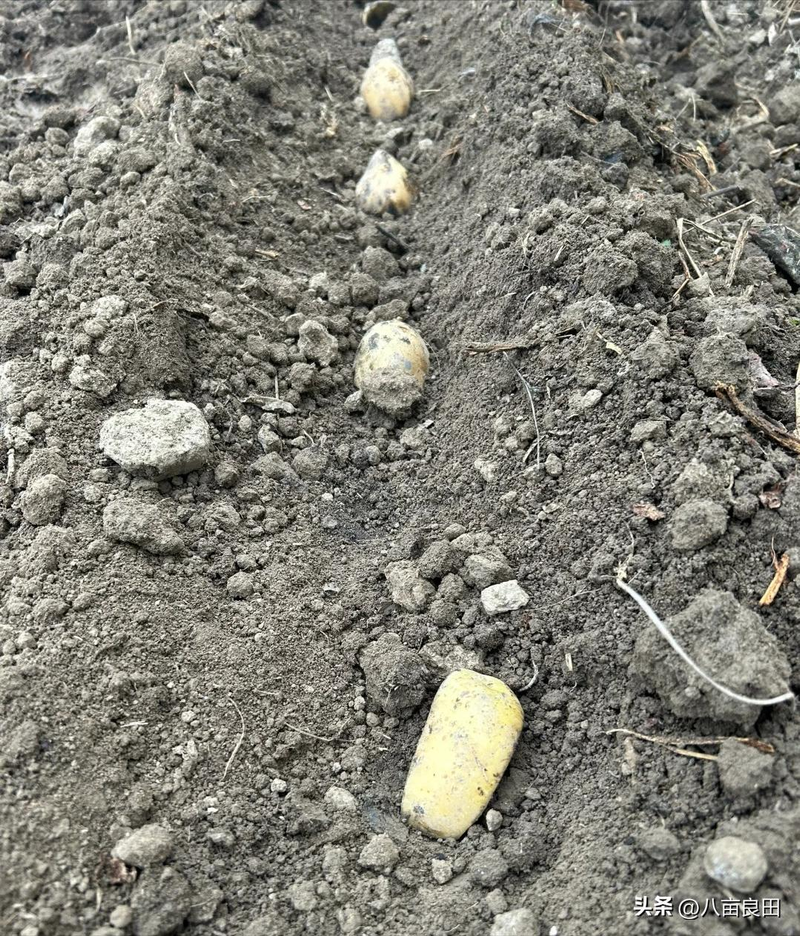 早土豆种植技术