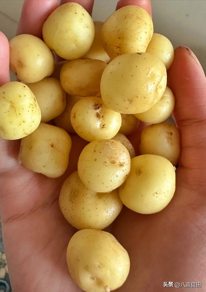 早土豆种植技术