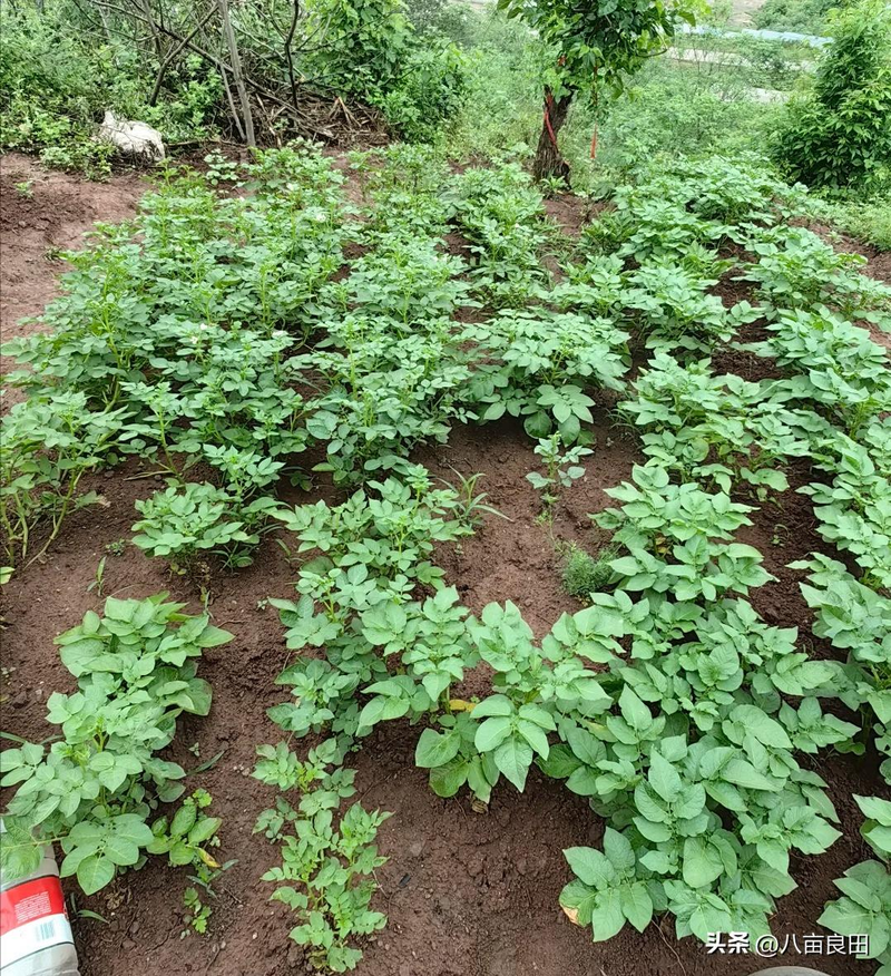 早土豆种植技术