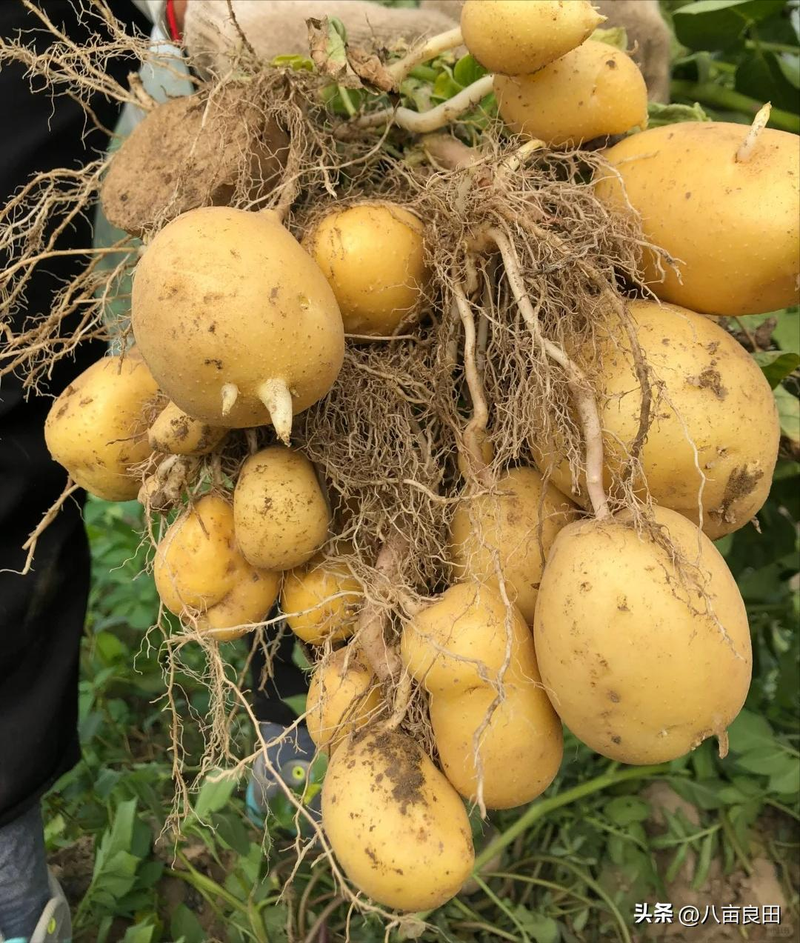 早土豆种植技术