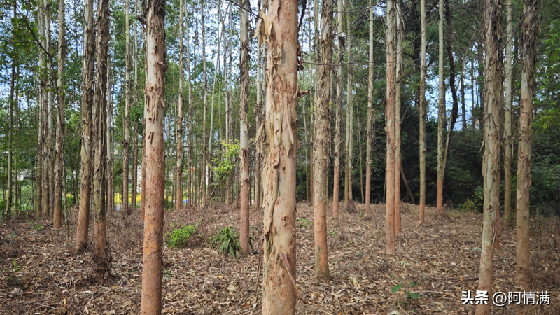 速生桉树种植技术