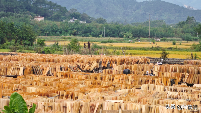 速生桉树种植技术