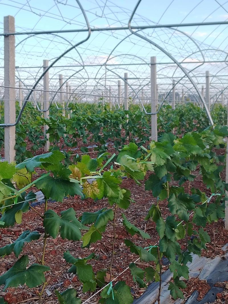 Technology for red milk grape cultivation