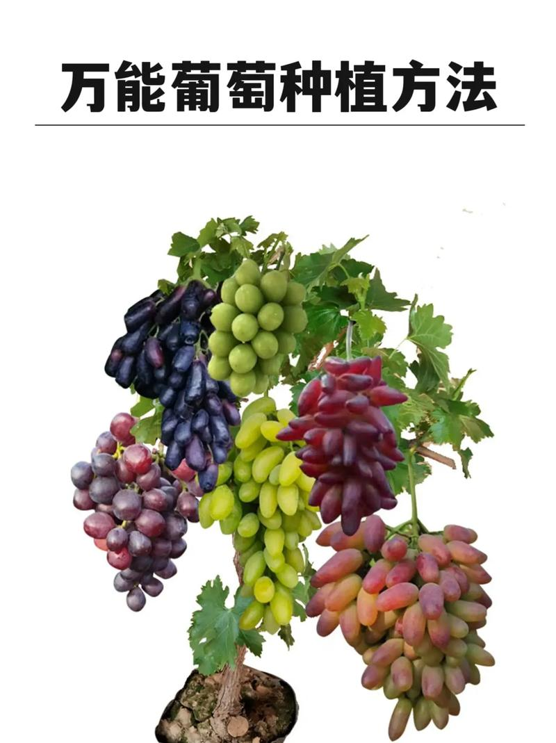 Technology for red milk grape cultivation