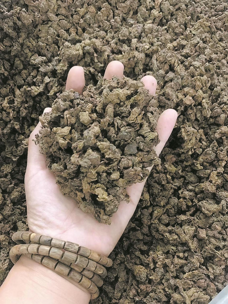 沉香树种植技术