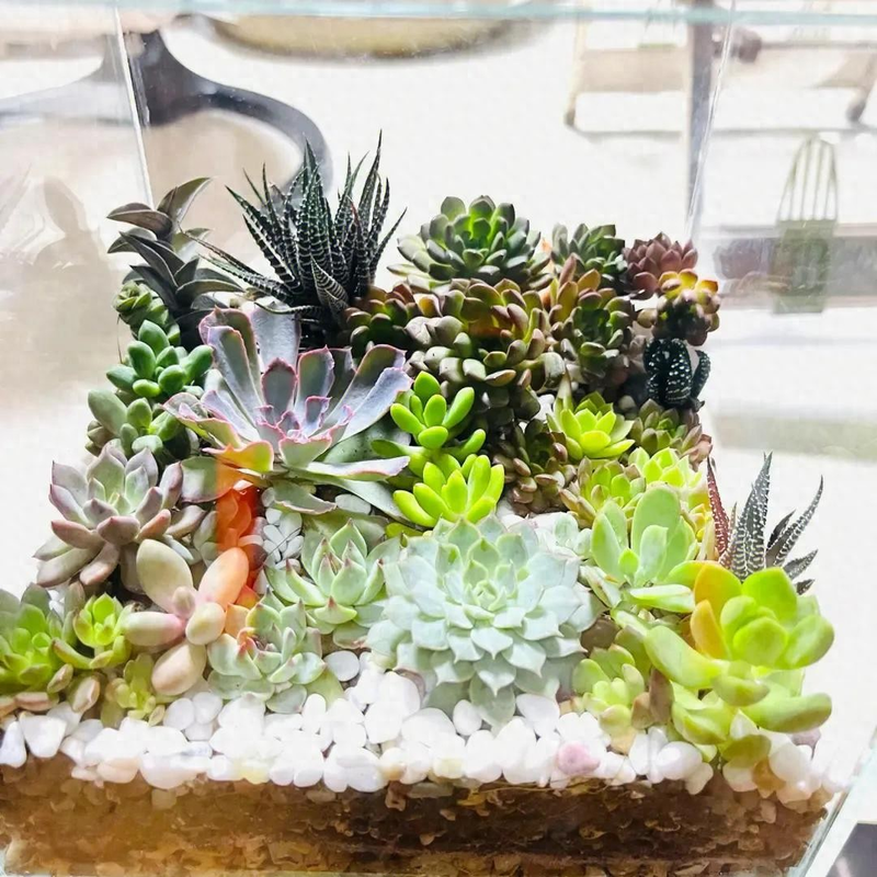 The method of planting the meat plant