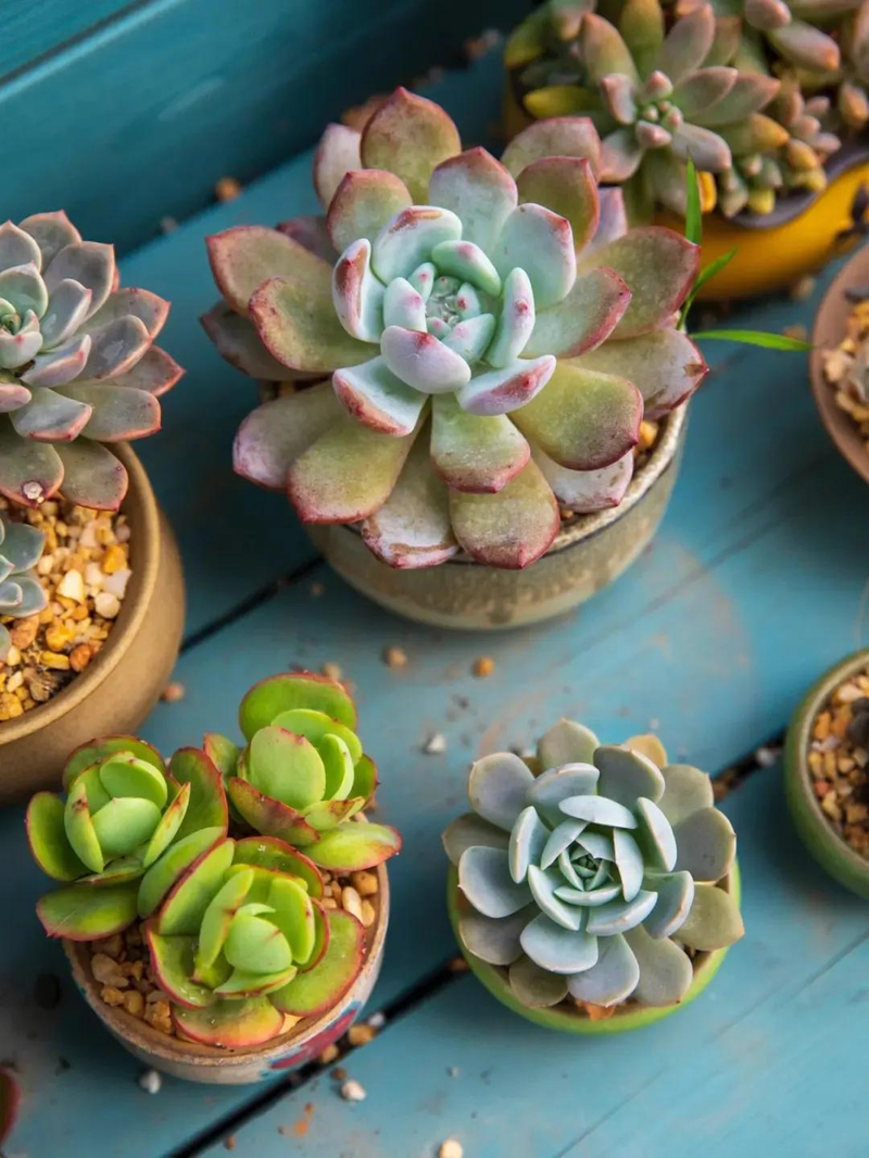 The method of planting the meat plant