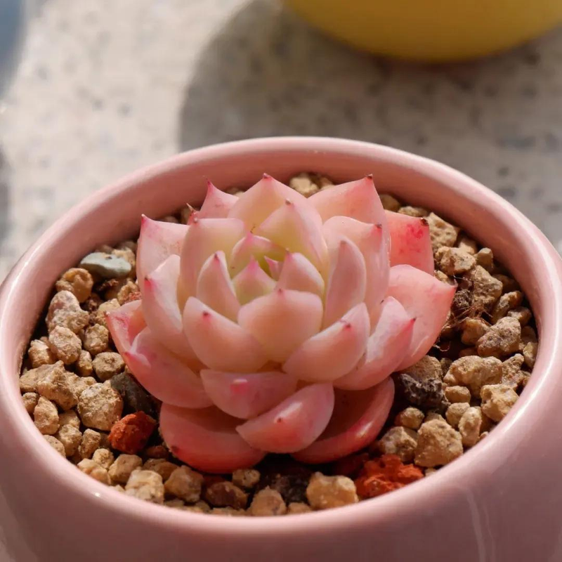 The method of planting the meat plant