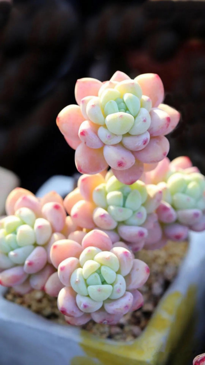 The method of planting the meat plant