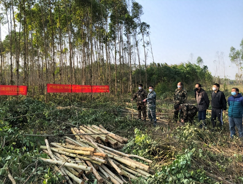 速生桉树种植技术