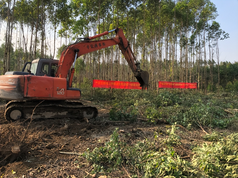 速生桉树种植技术