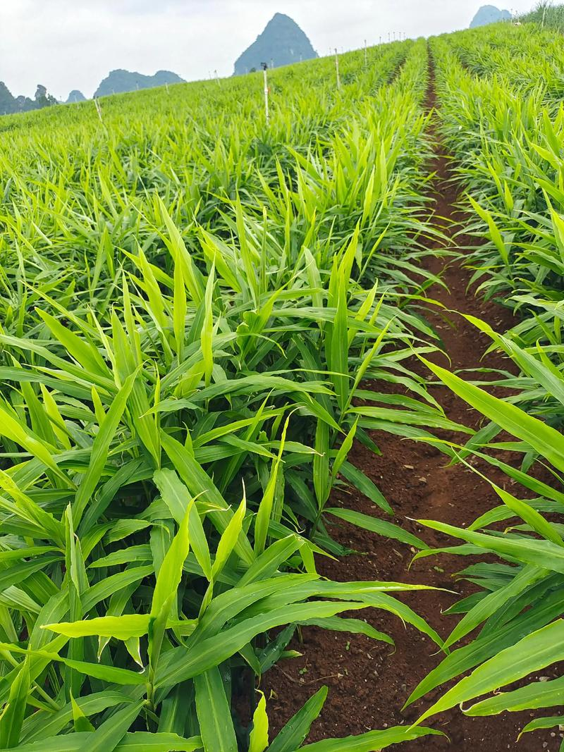 Ginger growing skills