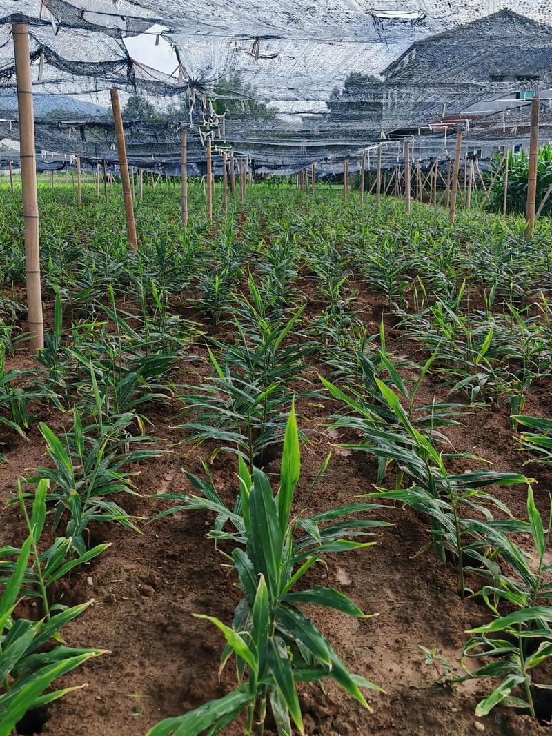 Ginger growing skills