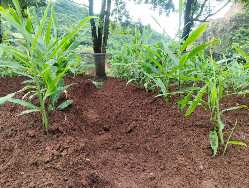 Ginger growing skills