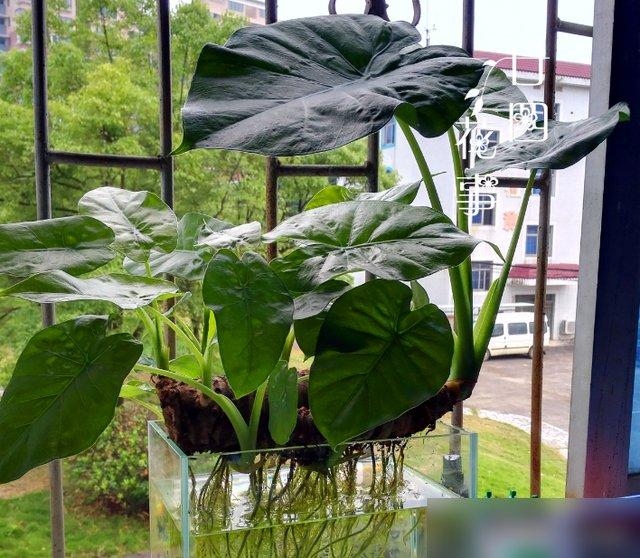 Waterbreeding methods