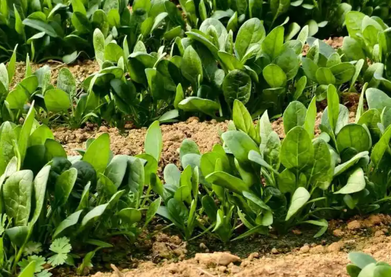 别瞎种！10月中下旬种菠菜不出苗？关键在这3点：时间、方式、播后管理