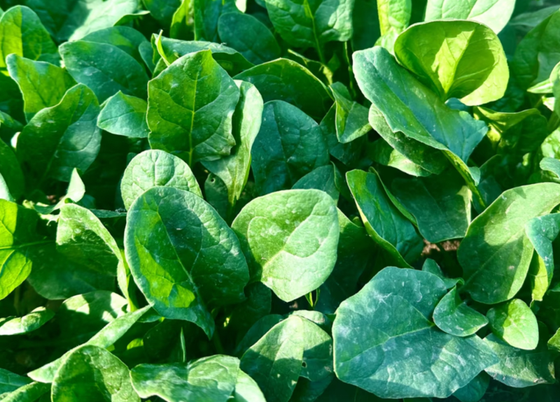 How to grow spinach seeds