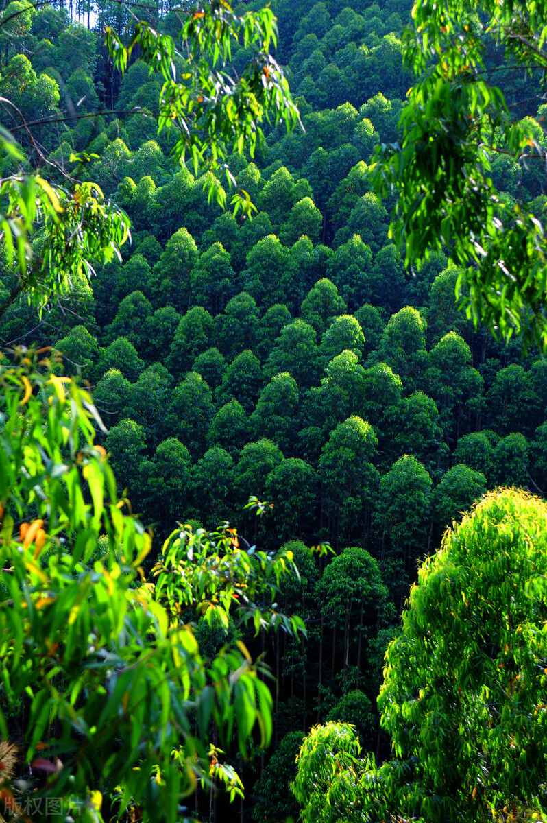 速生桉树种植技术