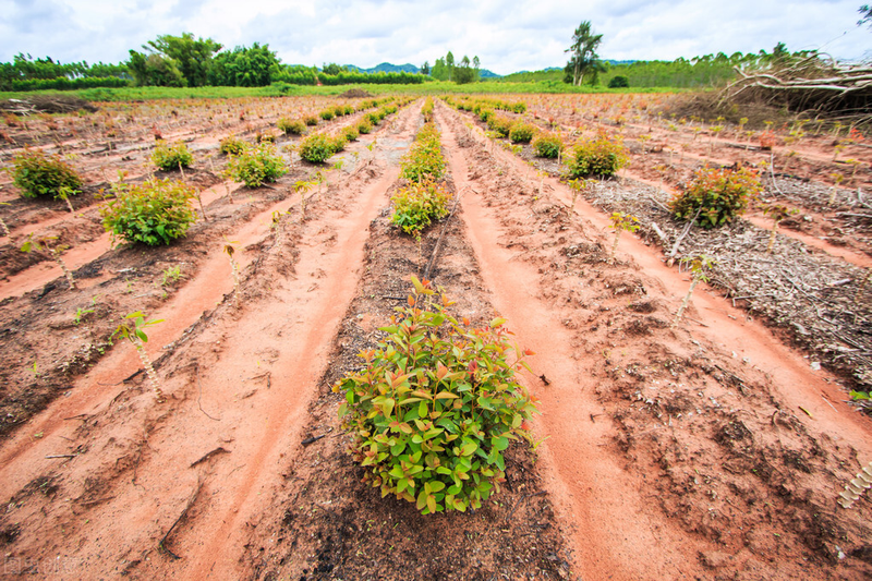 速生桉树种植技术
