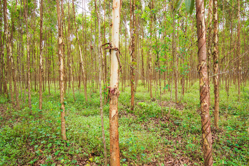 速生桉树种植技术