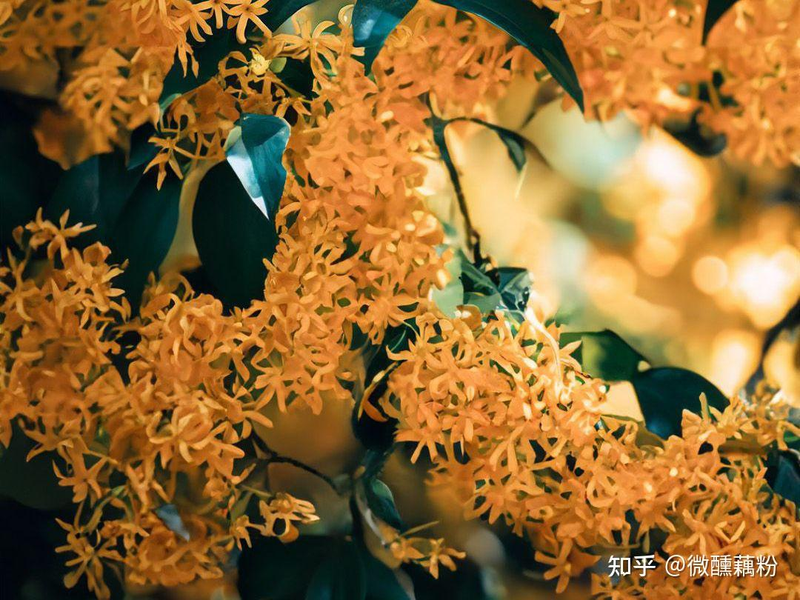 Recommendations on techniques for the cultivation of cinnamon trees