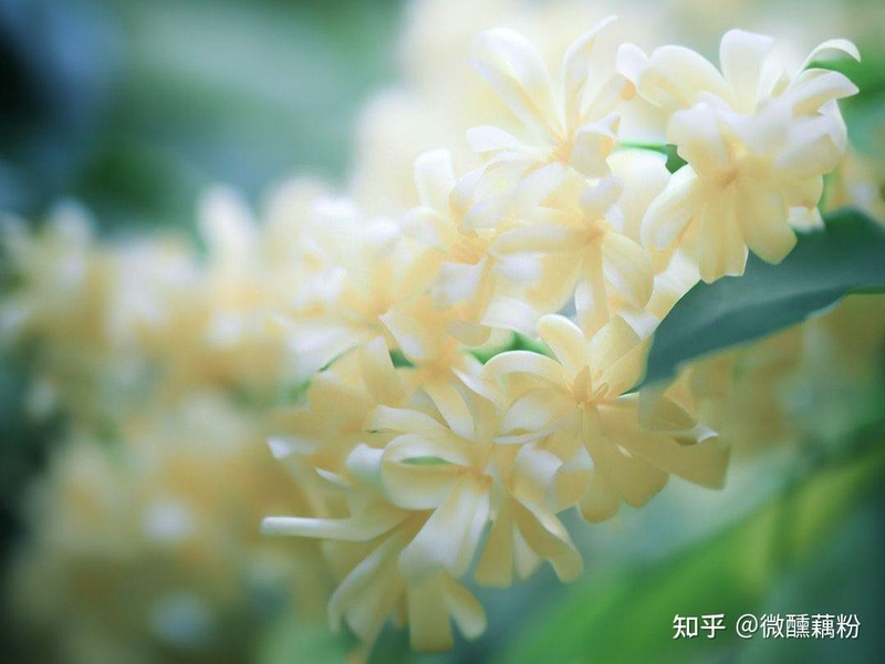 Recommendations on techniques for the cultivation of cinnamon trees