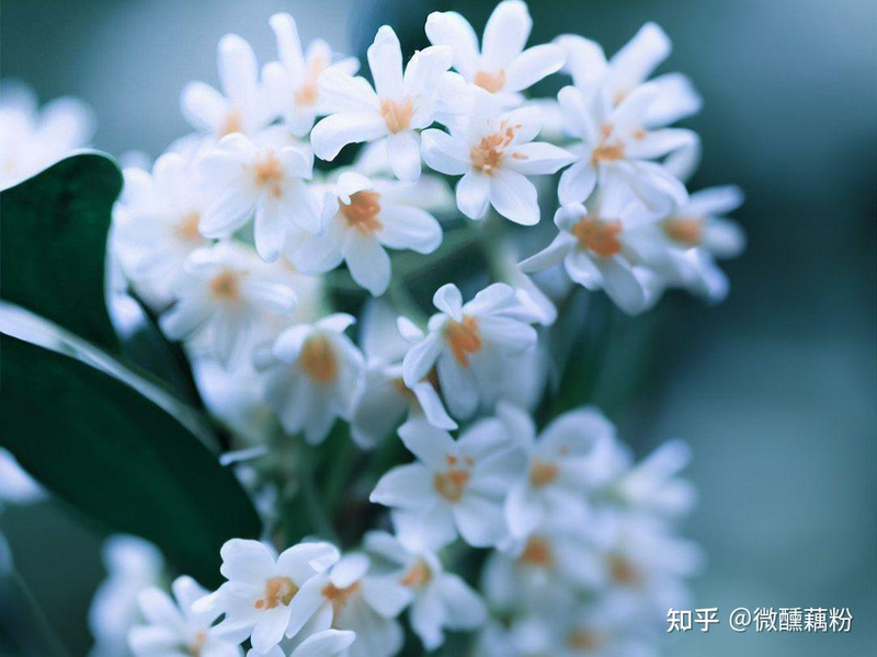 Recommendations on techniques for the cultivation of cinnamon trees