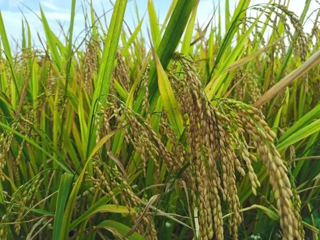 热量如何影响栽培方法