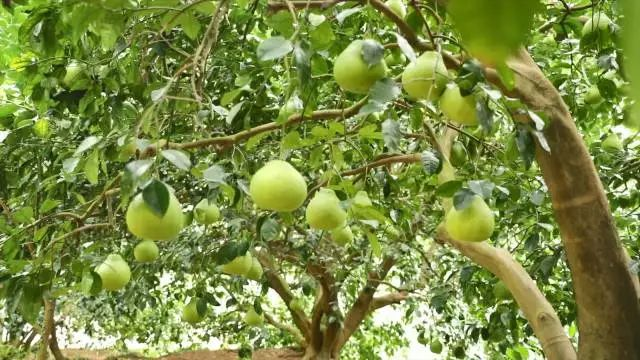 热量如何影响栽培方法