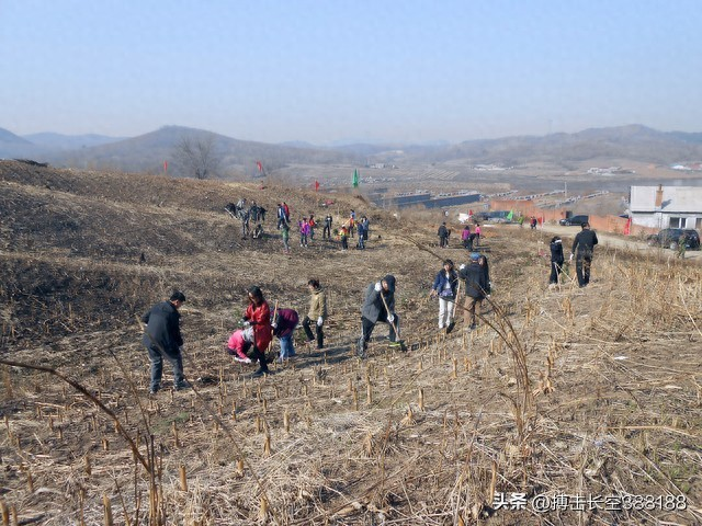 速生桉树种植技术