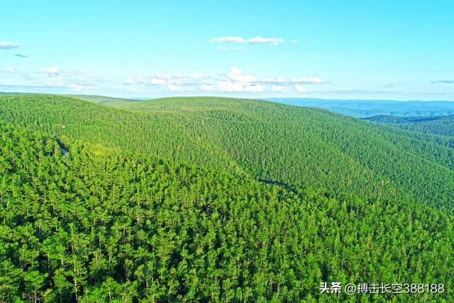 速生桉树种植技术