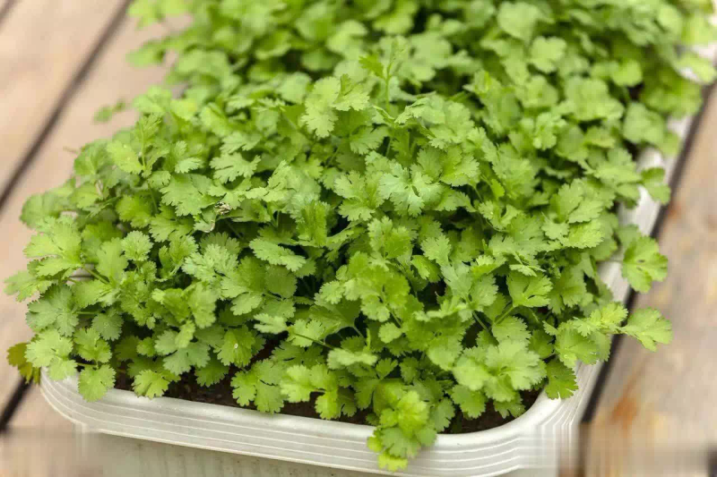 生菜的种植方法和时间