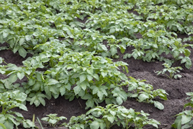 Early potato cultivation techniques