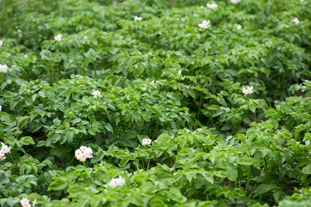 Early potato cultivation techniques