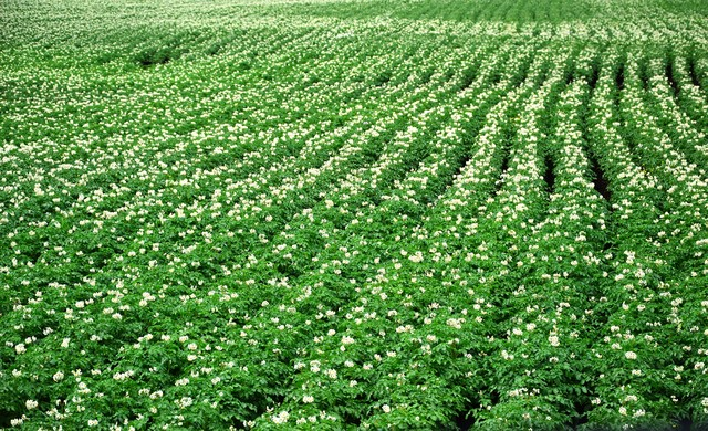 Early potato cultivation techniques